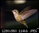 Hummingbird-028-hummingbird-028.jpg
