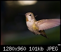 Hummingbird-033-hummingbird-033.jpg