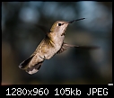 -hummingbird-047.jpg