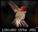 Hummingbird-058-hummingbird-058.jpg