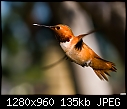 An interloper in my backyard-hummingbird-008.jpg