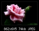 Pink Rose-1732-c-1732-pinkrose-14-2-09-40-400.jpg