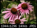 Flowers:  - Coneflowers.jpg (1/1)-coneflowers.jpg