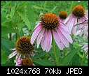Flowers:  - Coneflowers-n-Bee-2_2006.jpg (1/1)-coneflowers-n-bee-2_2006.jpg