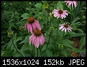 Flowers:  - Coneflower_purple5_2000.jpg (1/1)-coneflower_purple5_2000.jpg