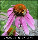 Flowers:  - Coneflowers-n-Bee-3_2006.jpg (1/1)-coneflowers-n-bee-3_2006.jpg
