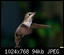 Hummingbird-009-hummingbird-009.jpg