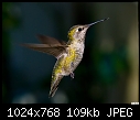 Hummingbird-014-hummingbird-014.jpg