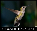 Hummingbird-015-hummingbird-015.jpg