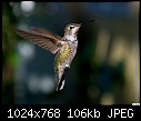 Hummingbird-025-hummingbird-025.jpg