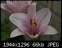 Flowers:  - Lillies-Pink-1.jpg (1/1)-lillies-pink-1.jpg