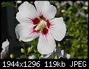 Flowers:  - ROS-White-2.jpg (1/1)-ros-white-2.jpg