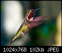Hummingbird-038-hummingbird-038.jpg