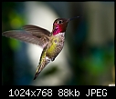 Hummingbird-039-hummingbird-039.jpg
