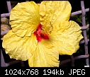 Yellow hibiscus-yellow-hibiscus.jpg