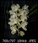 Cymbidium orchid-cym-sarahjeanicecapades-1080.1-02805.jpg