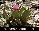 OT Wild Cactus - beavertail.jpg-beavertail.jpg