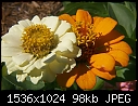 Flowers:  - White_n_Orange_Zinnia_2002.jpg (1/1)-white_n_orange_zinnia_2002.jpg