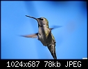 Hummingbird-014-hummingbird-014.jpg