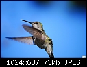 Hummingbird-026-hummingbird-026.jpg