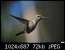 Hummingbird-016-hummingbird-016.jpg