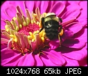 Bee:  - bee-on-zinnia-2_2005.jpg (1/1)-bee-zinnia-2_2005.jpg