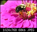 Bee:  - bee-on-zinnia-3_2005.jpg (1/1)-bee-zinnia-3_2005.jpg