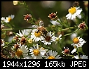 Bees:  - Bee-Aster-16.jpg (1/1)-bee-aster-16.jpg