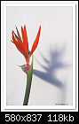 Bird of Paradise Flower-2576 (Strelitzia reginae)-c-2576-birdpara-29-03-09-40-400.jpg