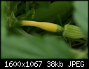 Items from the Veggie Garden  - Zephyr_Squash-forming.jpg (1/1)-zephyr_squash-forming.jpg