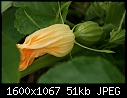 Items from the Veggie Garden - Acorn_Sqush_forming.jpg (1/1)-acorn_sqush_forming.jpg