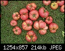 Items from the Veggie Garden - Tomatoes-2_2006.jpg (1/1)-tomatoes-2_2006.jpg