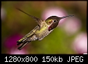 Hummingbird 015-hummingbird-015.jpg
