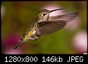 Hummingbird 024-hummingbird-024.jpg