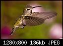 -hummingbird-028.jpg