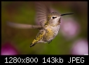 Hummingbird 034-hummingbird-034.jpg