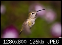 Hummingbird 035-hummingbird-035.jpg