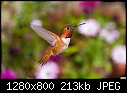 Hummingbird 001-hummingbird-001.jpg