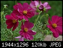 Flowers  - Flowers-Purple-2.jpg (1/1)-flowers-purple-2.jpg