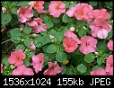 Flowers  - Impatiens-Pink_1999.jpg (1/1)-impatiens-pink_1999.jpg