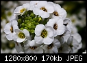 -itsy-bitsy-white-flowers.jpg
