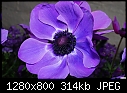 Purple flower 1-purple-flower-1.jpg
