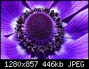 -purple-flower-2.jpg