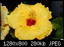 Yellow hibiscus 23-yellow-hibiscus-23.jpg