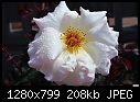 Wilted white rose-wilted-white-rose.jpg