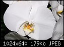 White Orchid 2-white-orchid-2.jpg