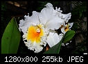 White Orchid 1-white-orchid-1.jpg