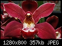 Brown orchid-brown-orchid.jpg