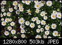 Daisies-daisies-2.jpg