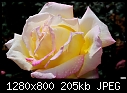 Pale rose-pale-rose.jpg